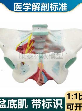 盆底肌模型女性骨盆结构盆腔器官阴道口L尿道肛门肌肉产后修复月