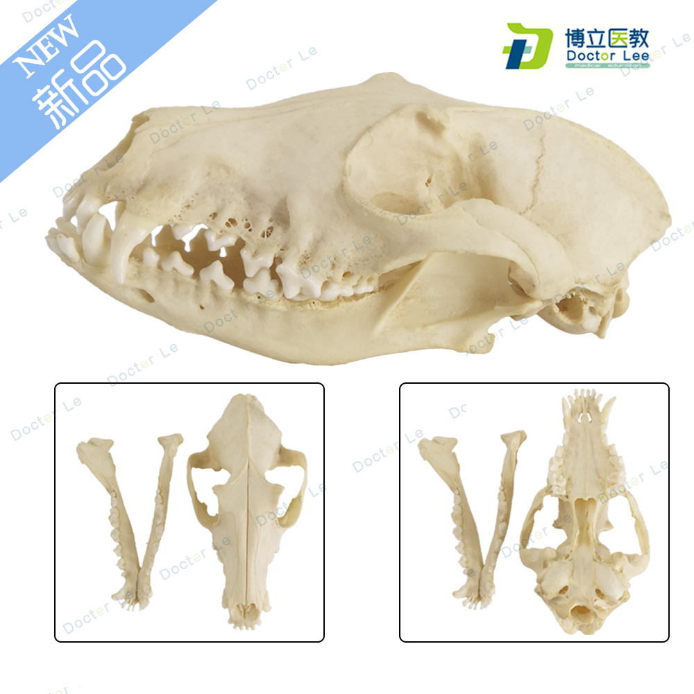 野生狐狸b头骨模型真1:1野生动物头骨模型真实狐狸标本模型