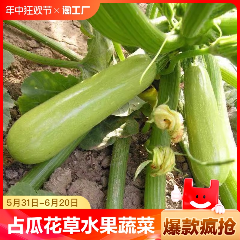 四季盆栽西葫芦种子水果蔬菜籽种菜高产番茄黄瓜蔬菜种子姑娘开花