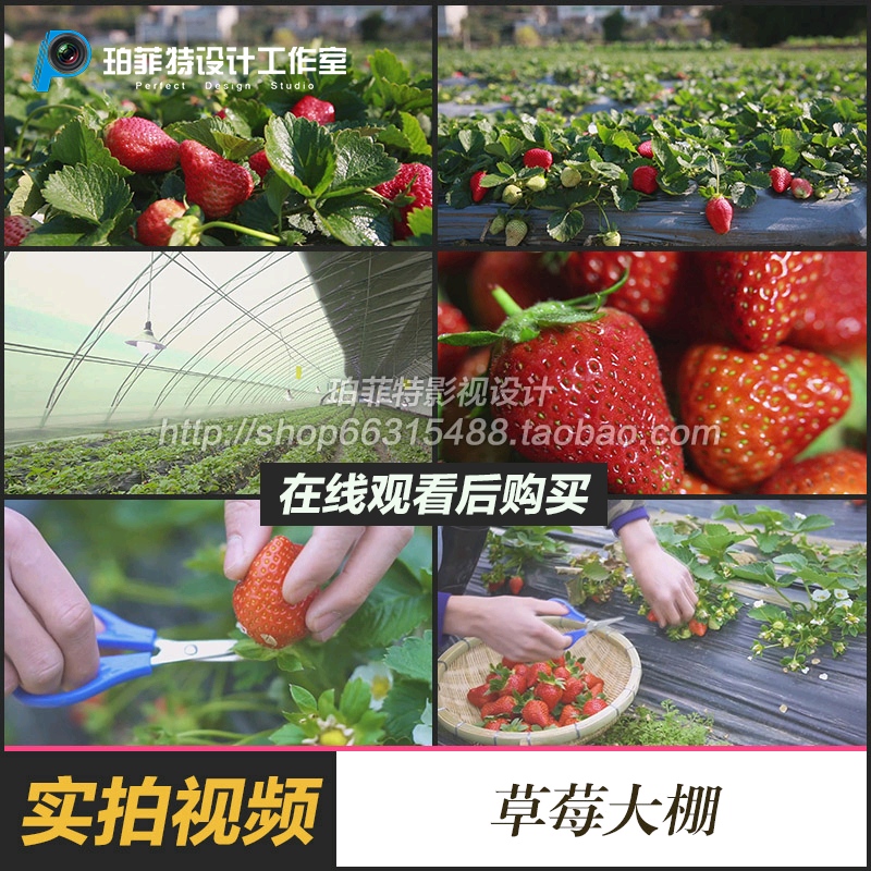 草莓视频素材大棚种植采摘收获
