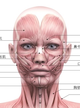 面部肌肉分布图宣传画美容院脸部图头部经络图人体肌肉结构示意图