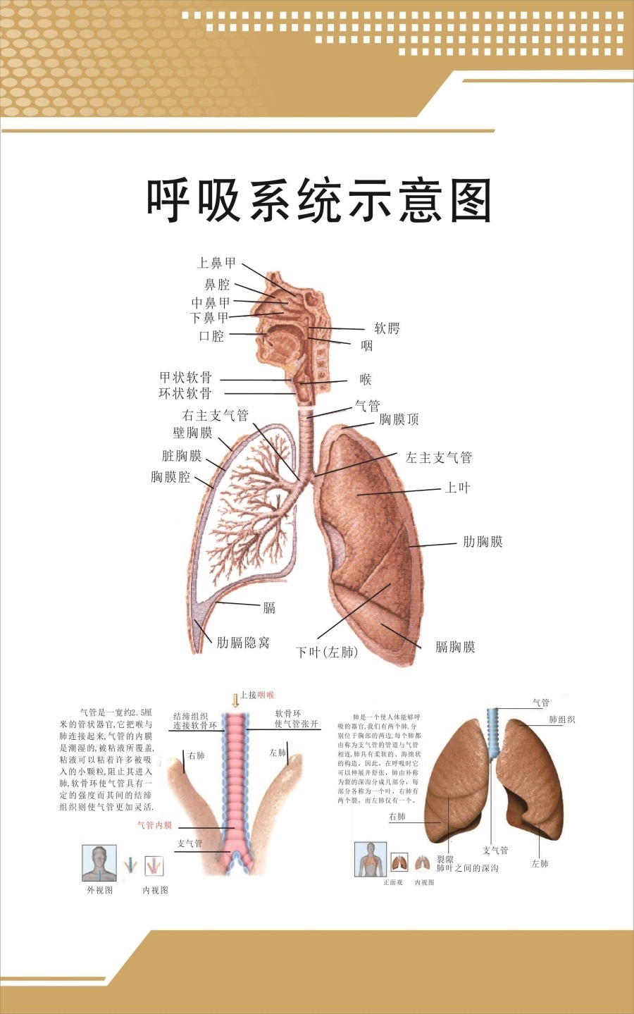 心脏系统示意图人体内脏结构图医院内科消化系统解剖教学宣传海报
