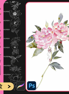 牡丹线稿procreate笔刷ps笔刷花朵花卉鲜花植物中式水墨国画素材