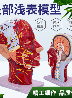 人体头面部附脑血管神经模型颈部解剖学面部神经血管肌肉结构模型