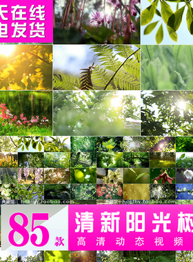 实拍大自然小清新美景色森林树叶阳光草丛 LED大屏幕背景视频素材