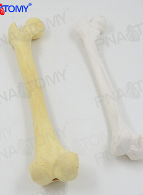 1：1人体仿真骨骼股骨头大腿骨四肢骨长骨医用教学骨科疼痛科模型