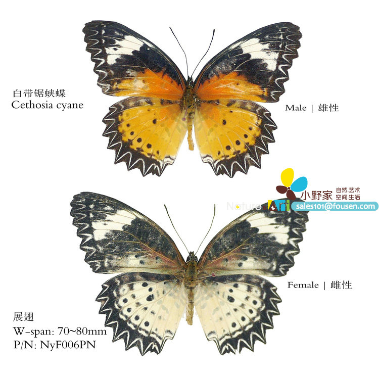 pair白带锯蛱蝶Cethosia cyane 小型70-80mm 云南