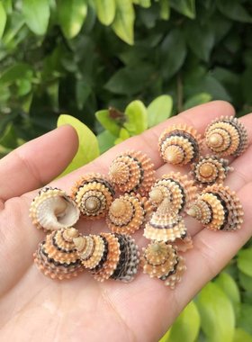 天然海螺贝壳金塔玉黍螺鱼缸造景小豆丁蟹替换壳收藏标本螺寄居蟹