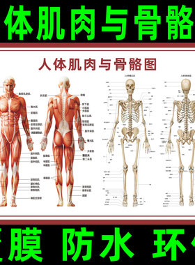 人体骨骼图挂图器官内脏结构图海报脊柱图解肌肉分布解剖图挂画