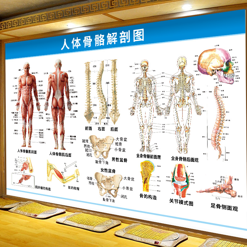 人体肌肉结构图全身肌肉骨骼解剖内脏系统示意图脊椎关节挂画海报