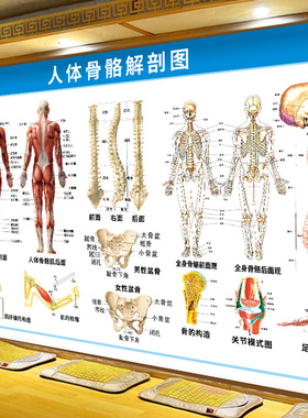 人体肌肉结构图全身肌肉骨骼解剖内脏系统示意图脊椎关节挂画海报