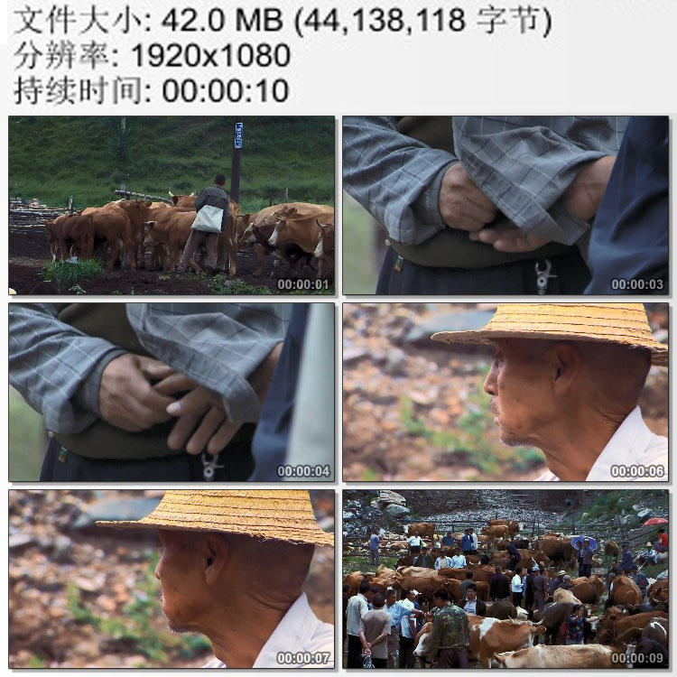 畜牧业 牲畜交易市场 耕牛买卖 高清实拍视频素材