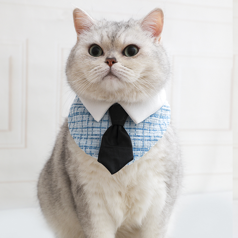 穿西装的绅士猫