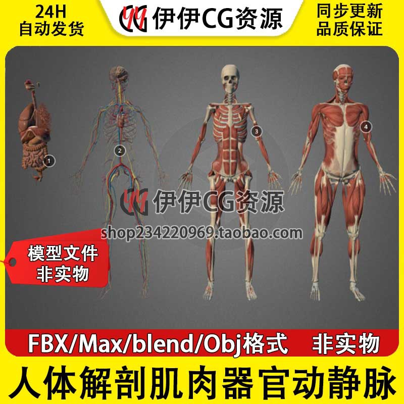 3D模型3Dmax医用人体解刨骨骼神经系统经脉淋巴心血管肌肉PBR内脏