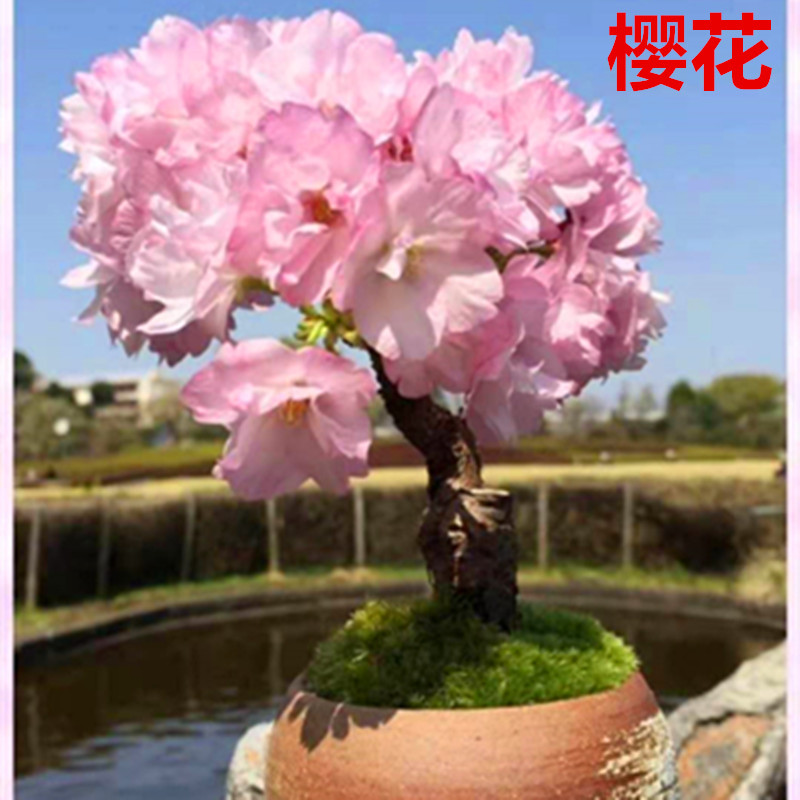 日本进口旭山樱花原生十月樱花微型小品盆景实物老桩绿植室内盆栽