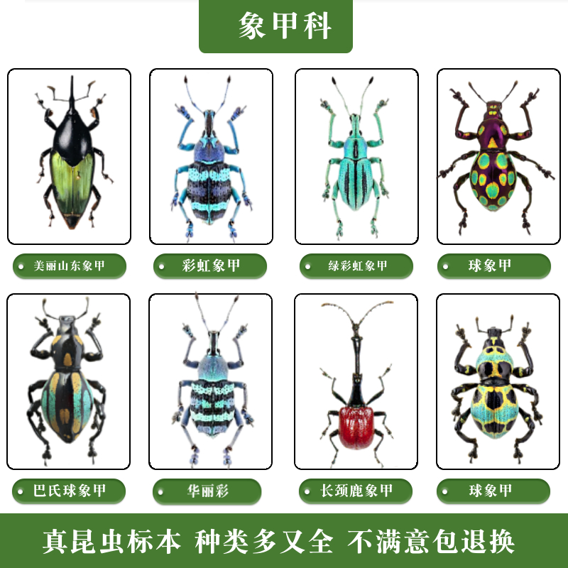 蝶语：象甲科真昆虫标本