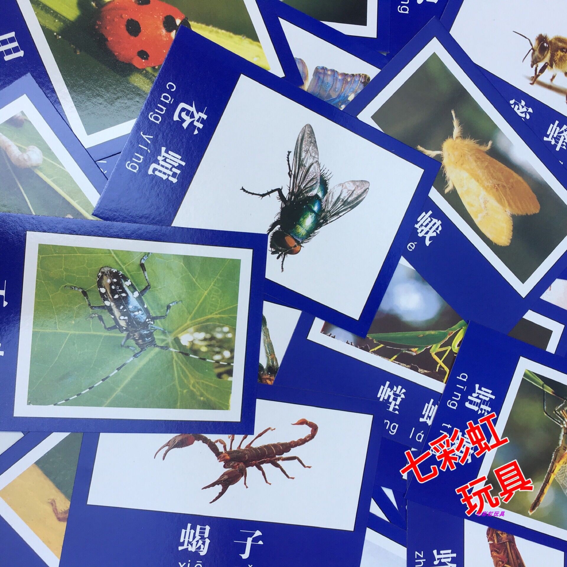促销儿童早教用品昆虫动物图片幼儿园益智教具一年级常见认知卡片
