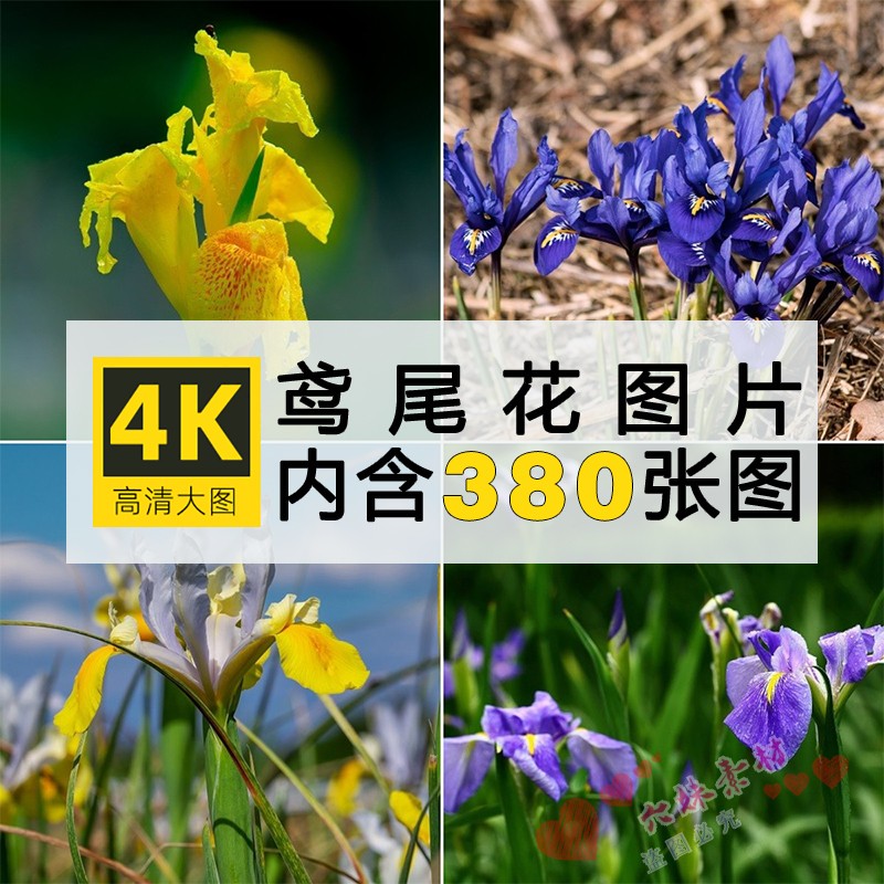 4K高清鸢尾花图片鲜花卉植物摄影唯美背景园艺特写临摹参考ps素材