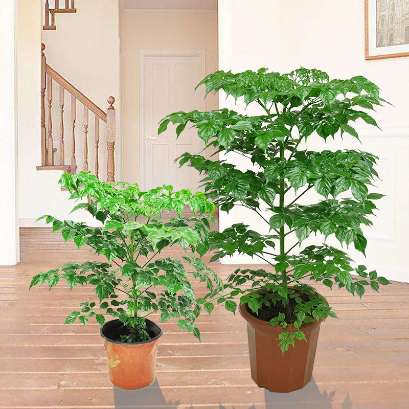观叶幸福树盆容易绿植室内办公室大型盆栽植物客厅净化空气吸甲醛
