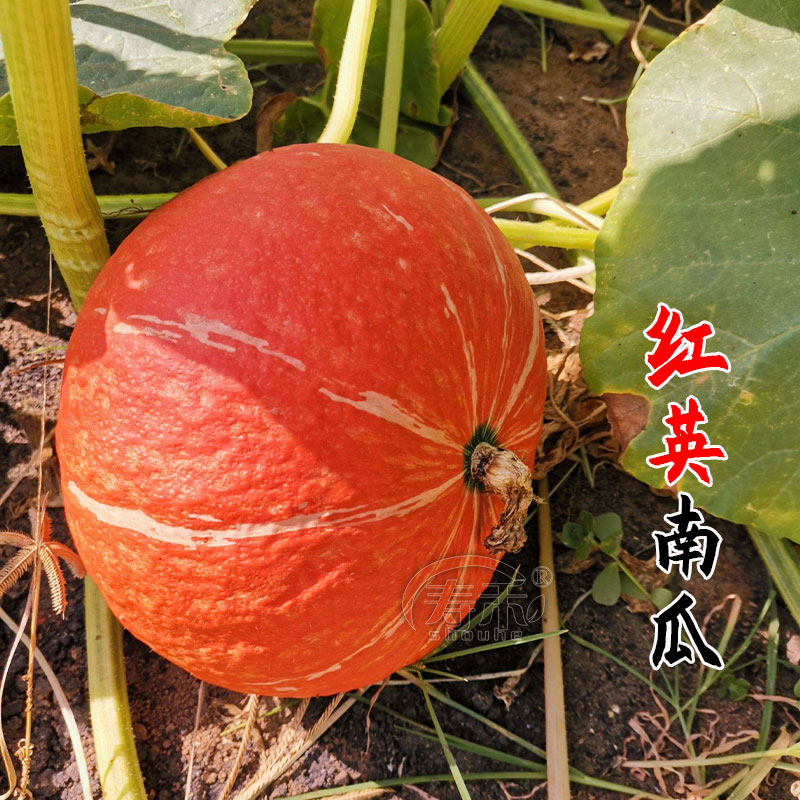 日本红皮南瓜种子种籽 食用小南瓜香甜金瓜 灯笼形高产春季蔬菜孑