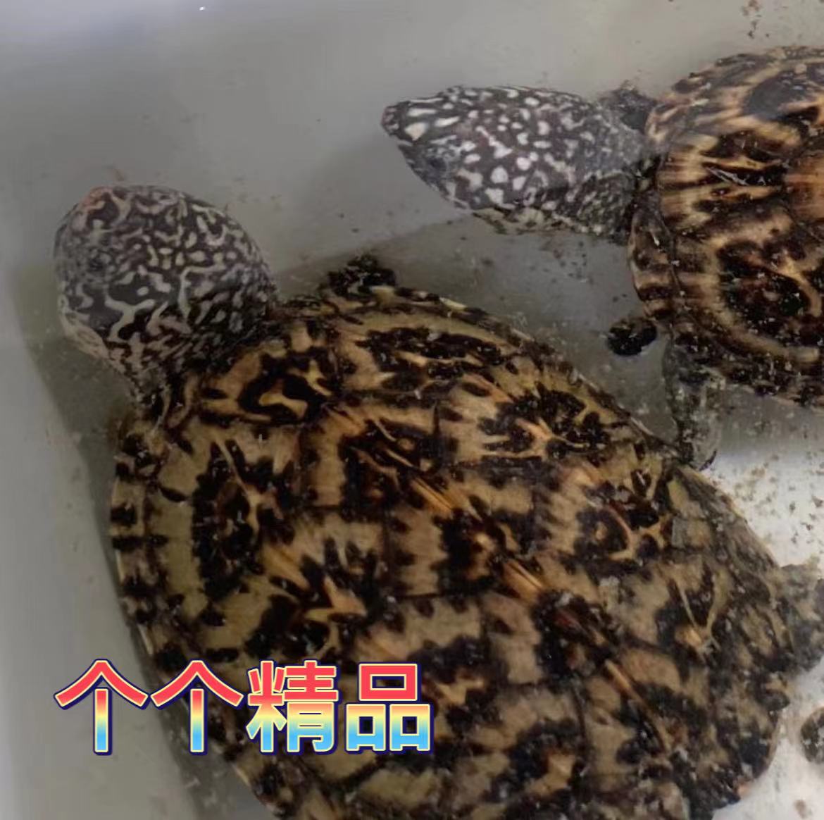 墨西哥蛋龟墨蛋巨蛋大型深水乌龟活物大宠物龟白苗观赏龟蠕虫头纹