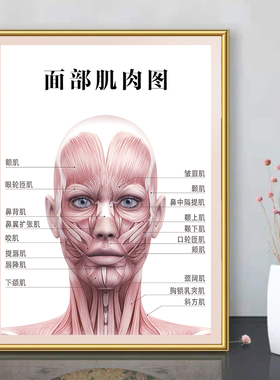 面部肌肉图广告纸人体骨骼结构挂图解剖示意图全身器官穴位图海报