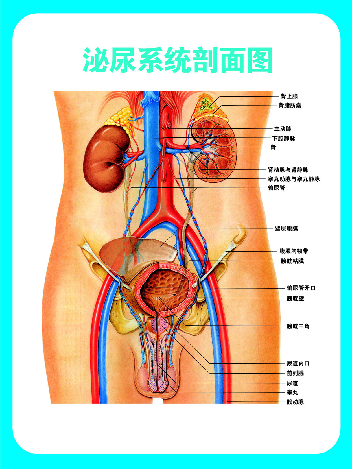 751薄膜海报印制展板喷绘写真470男科挂图泌尿系纺剖面图