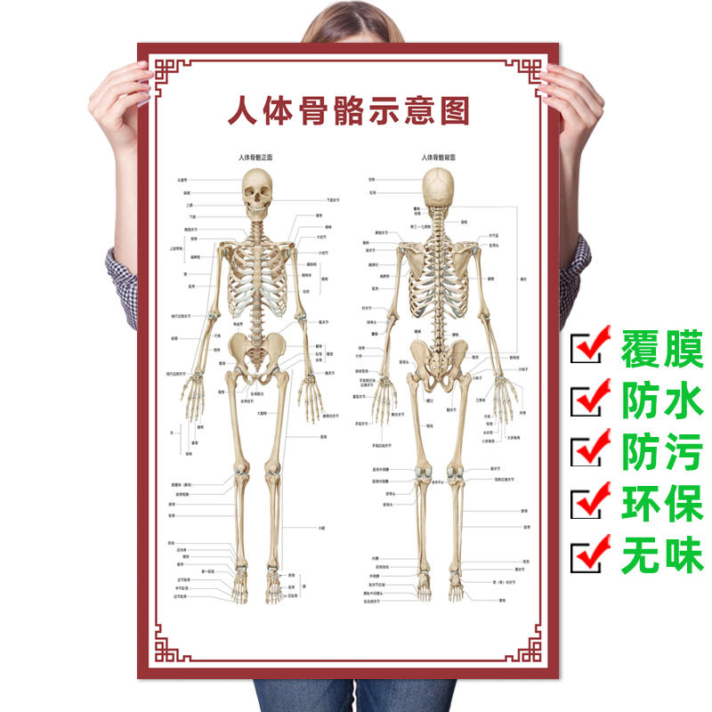人体器官结构图