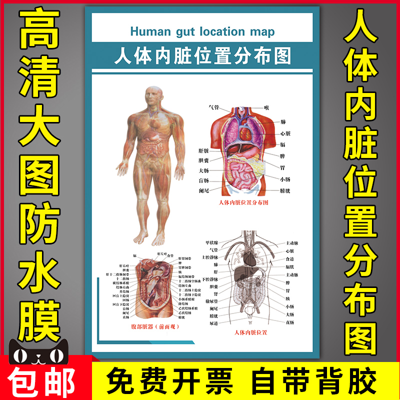 医院人体器官结构解剖示意挂图腹部脏器前面观人体内脏位置分布图