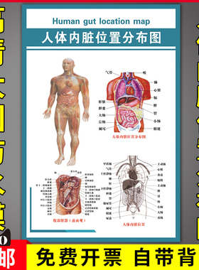 医院人体器官结构解剖示意挂图腹部脏器前面观人体内脏位置分布图