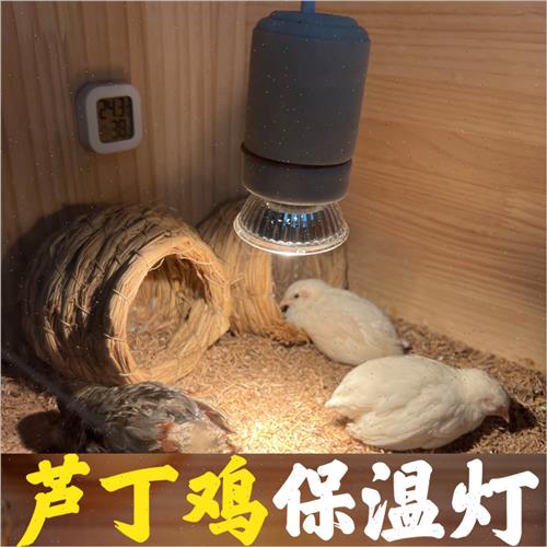 芦丁鸡保温灯自动温控器恒温灯取暖灯养殖箱育雏灯小鸡加温加热灯