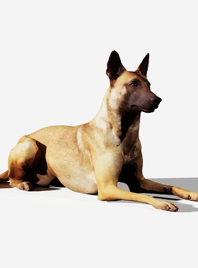 狗3D模型设计素材 卧着的狗 狼狗霸气犀牛rhino 贴图动物场景素材