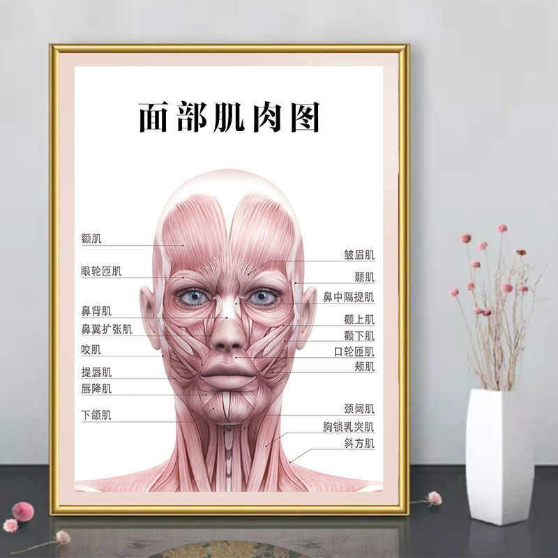 面部肌肉图广告纸人体骨骼结构挂图解剖示意图全身器官穴位图海报