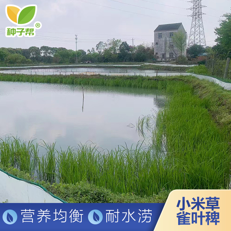 小米草种子，水产养殖生长速度快耐热耐涝，适合草鱼龙虾生态养殖
