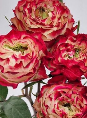苹果杰克稀有品种多彩玫瑰昆明斗南鲜花基地直发,水养真花