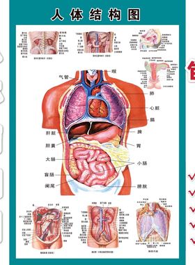 人体解剖图骨骼结构图血液神经器官肌肉淋巴消化泌尿系统示意挂图