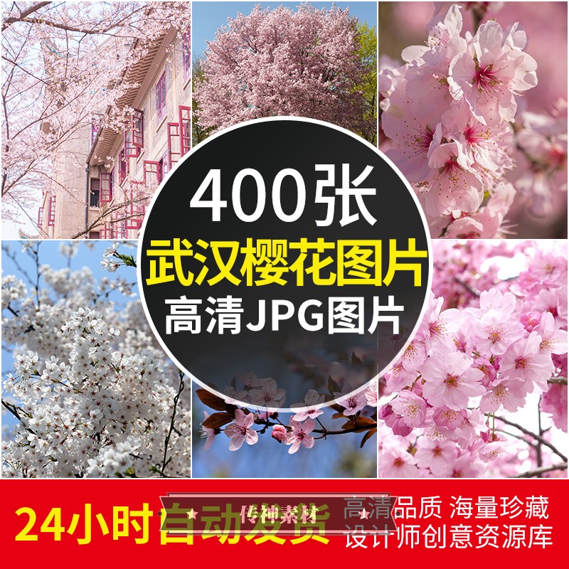 武汉樱花图片大学东湖赏樱摄影图片电脑壁纸高清图库 JPG设计素材