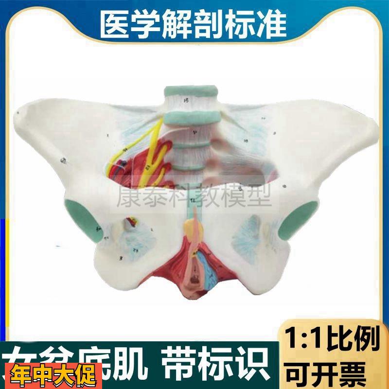 盆底肌模型女性骨盆结构盆腔器官阴道口尿道肛门肌肉产后修复月子