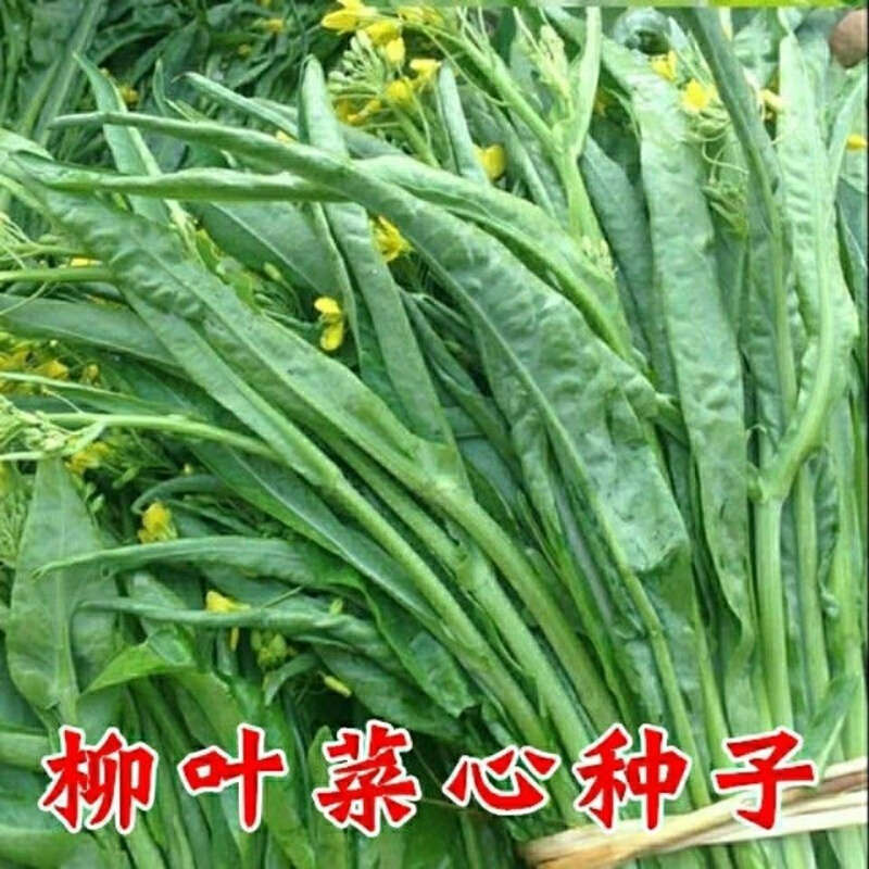 超纯柳叶菜心种子桂特色广西菜花林广东种子蔬菜种子卷叶菜心蔬菜