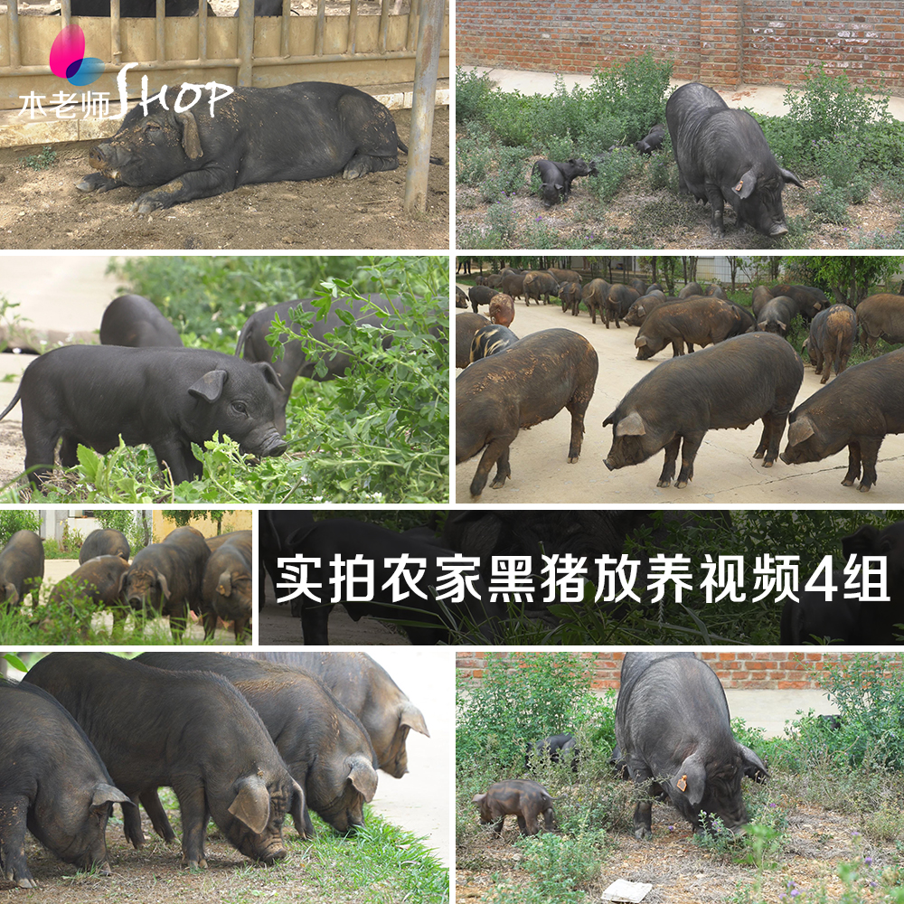 4组农家养猪黑猪土猪放养实拍视频素材 家禽牲畜畜牧动物养殖饲养