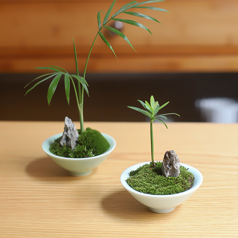 创意办公室内桌面罗汉松指尖微型拇指小盆栽好养绿植苔藓微景观