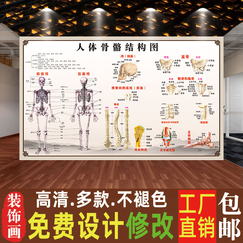 人体骨骼结构图医用挂图海报骨骼肌肉宣传画广告脊柱图人体骨骼图