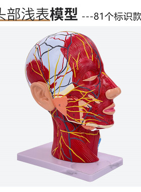 热销中人体头部医学解剖头骨带肌血神经肉管模型型 美容面部神经
