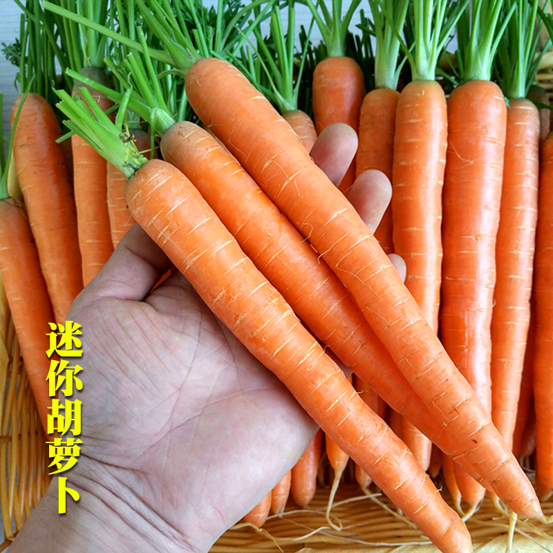 荷兰进口水果胡萝卜种子美味拇指阳台盆栽四季易种植农家蔬菜包邮
