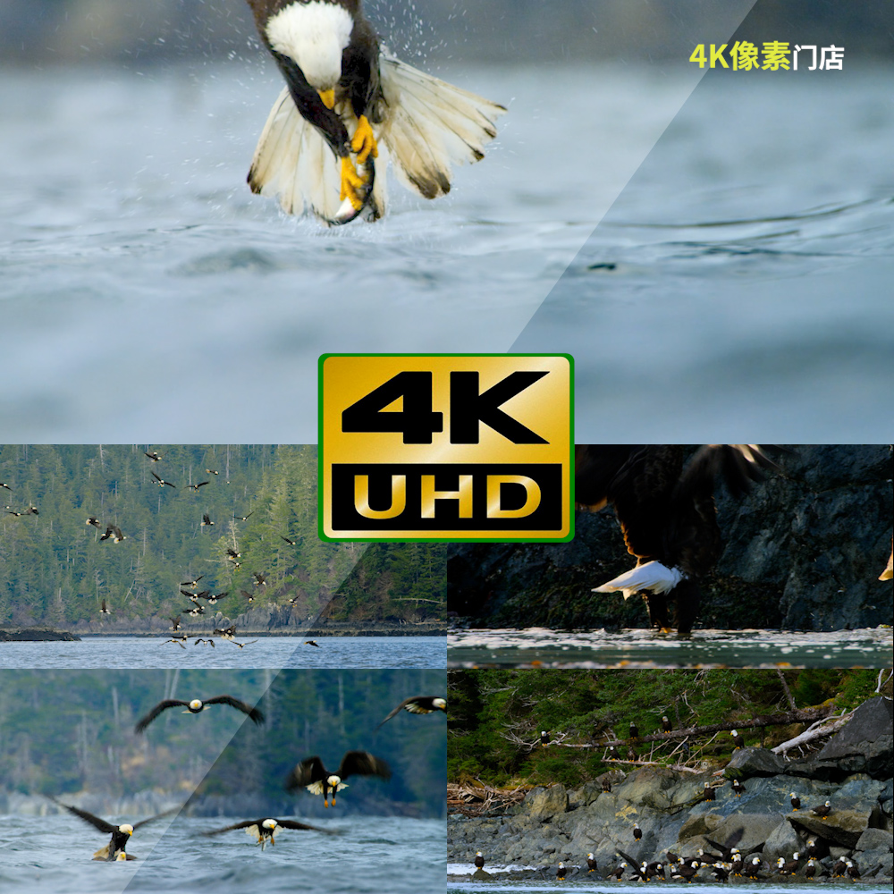 647-4K视频素材-老鹰飞行鸟窝捕食猎鹰雪山飞翔自然凶猛生态