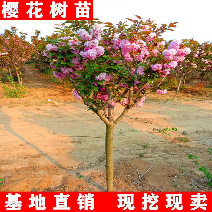 正宗日本樱花树苗南北方庭院樱花苗地栽盆栽花树园林植物风景树