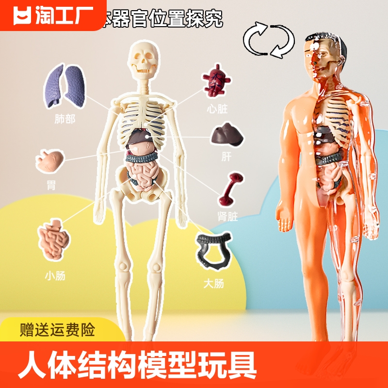 人体结构模型器官骨骼拼装生物医学解剖身体内脏骨架儿童玩具肌肉
