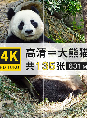 大熊猫竹熊哺乳动物大图4K高清电脑图片壁纸海报绘画插画jpg素材