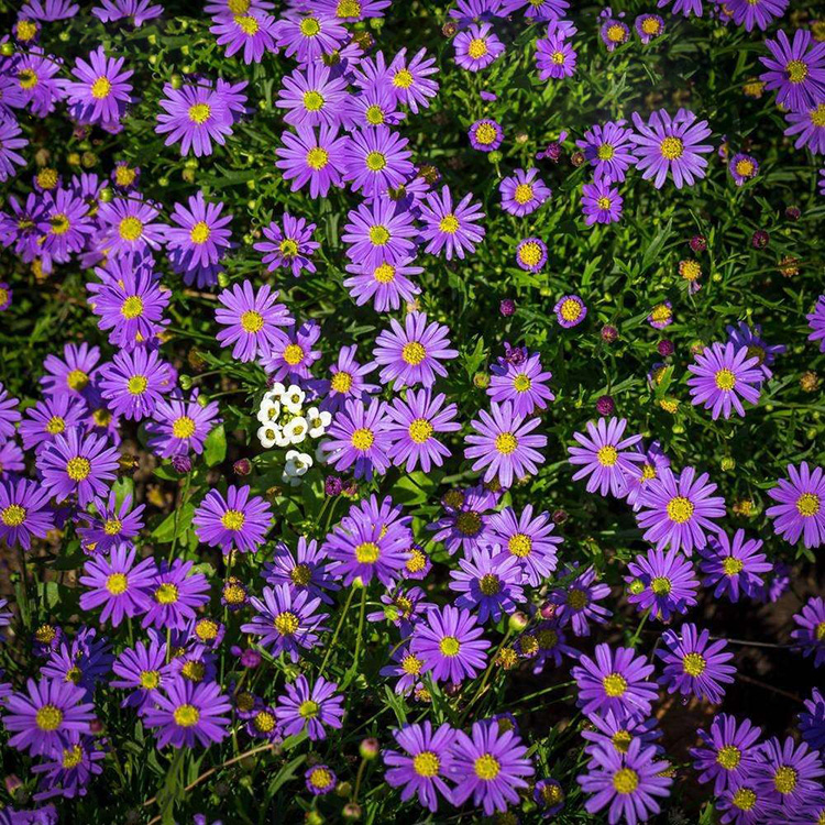 紫苑荷兰菊花种子四季阳台庭院盆栽种子景观绿化开花不断耐寒花籽
