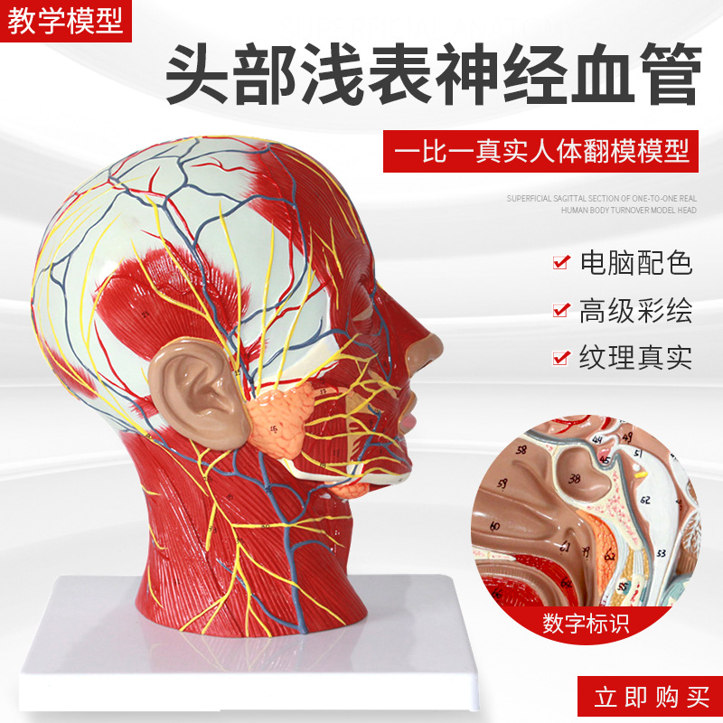 人体头骨带肌肉神经血管模型型 美容面部神经微整形 头部医学解剖